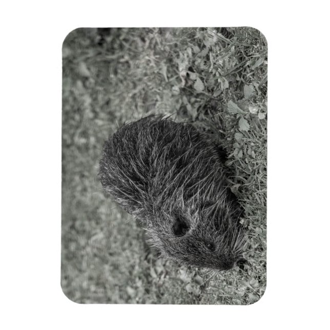 Close-up of baby nutria (Myocastor coypus) on fiel Magnet (Vertikal)