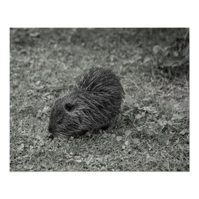 Close-up of baby nutria (Myocastor coypus) on fiel Poster (Vorderseite)