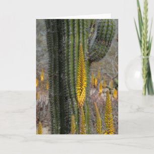 Close Up Of Cactus And Agave Karte