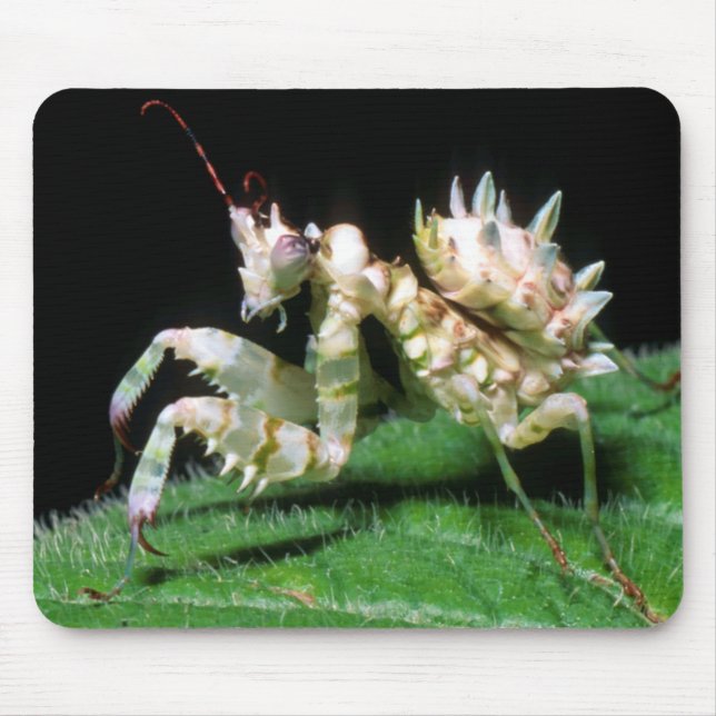 Close-Up Of Hottentot Mantis Mousepad (Vorne)