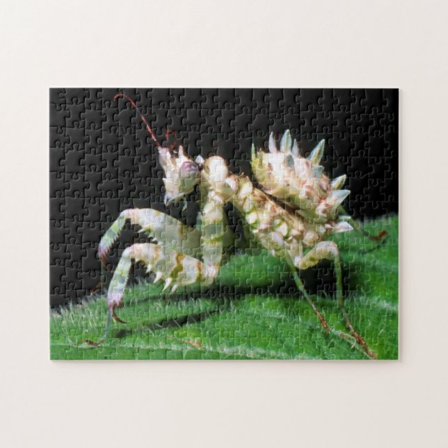 Close-Up Of Hottentot Mantis Puzzle (Horizontal)