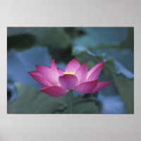 Close-up of red lotus flower and green leaves,