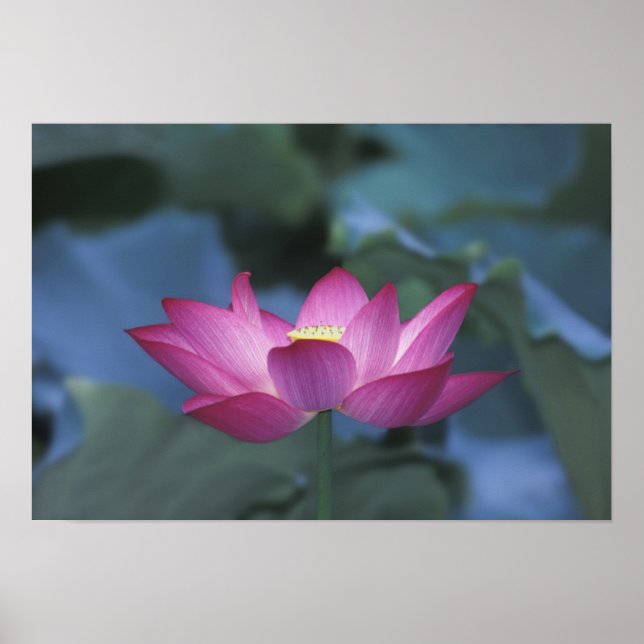 Close-up of red lotus flower and green leaves, poster (Vorne)