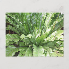 Close-up of the fern, Asplenium nidus. Postkarte