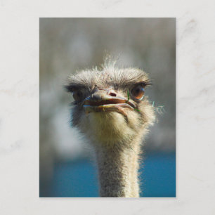 Close_Up_Ostrich_FullSize.jpg Postkarte