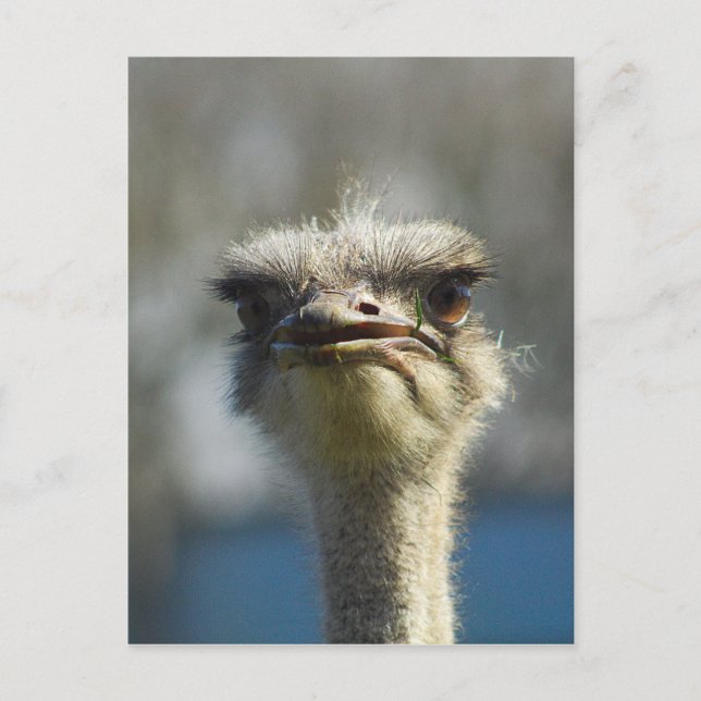 Close_Up_Ostrich_FullSize.jpg Postkarte (Vorderseite)