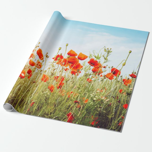Close up poppies on field. Wild flowers in springt Geschenkpapier (Ungerollt)