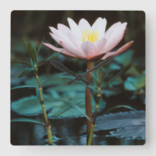 Close-Up view of Water Lily at Inle Lake Quadratische Wanduhr