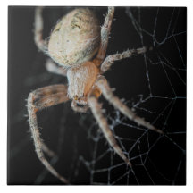 Close Up Wonder: European Garden Spider