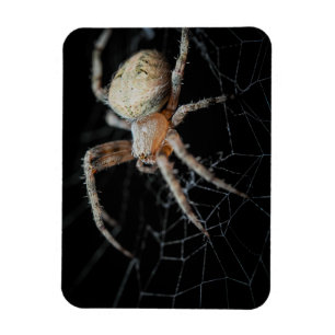 Close Up Wonder: European Garden Spider Magnet