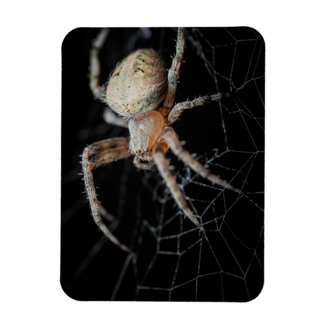 Close Up Wonder: European Garden Spider Magnet (Vertikal)