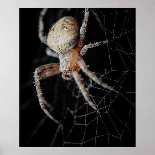 Close Up Wonder: European Garden Spider Poster (Vorne)