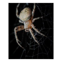 Close Up Wonder: European Garden Spider Poster