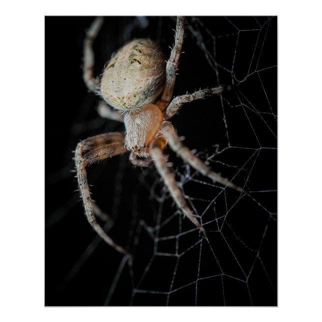 Close Up Wonder: European Garden Spider Poster (Vorderseite)