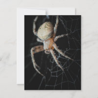Close Up Wonder: European Garden Spider