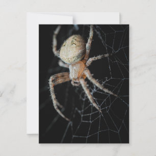 Close Up Wonder: European Garden Spider Postkarte