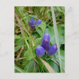 Closed Gentian Postcard Postkarte