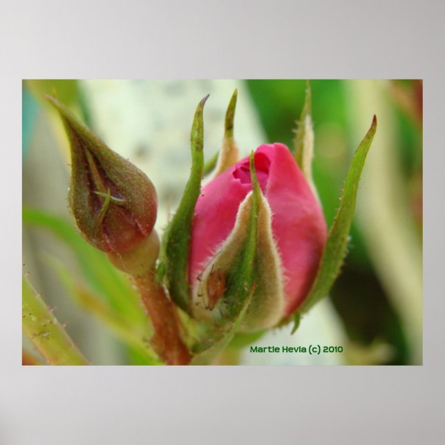 Closed Rose Bud Poster (Vorne)