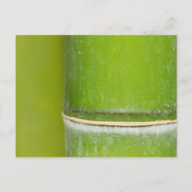 Closeup Bamboo Stalk Postkarte (Vorderseite)