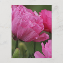 Closeup Deep Peony Pink Ranunculus Postkarte