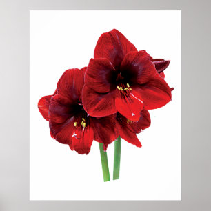 Closeup des Red Amaryllis Poster