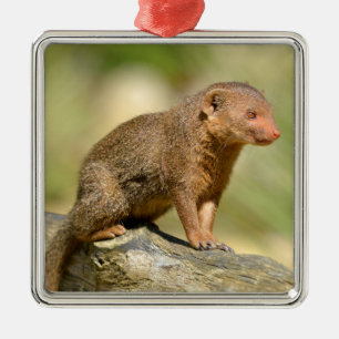 Closeup dwarf mongoose postcard square sticker ornament aus metall