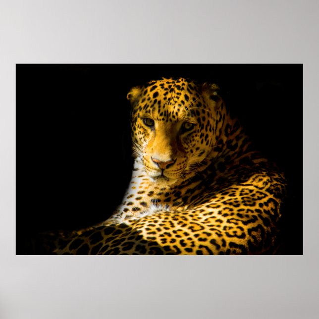 CLOSEUP FOTO LEOPARD POSTER (Vorne)