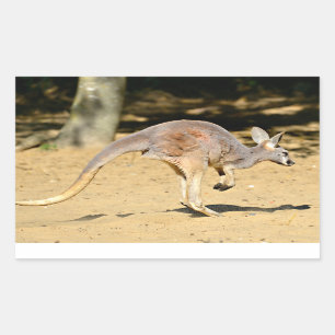 Closeup Kangourorou Wanderurlaub Postkartenposter Rechteckiger Aufkleber