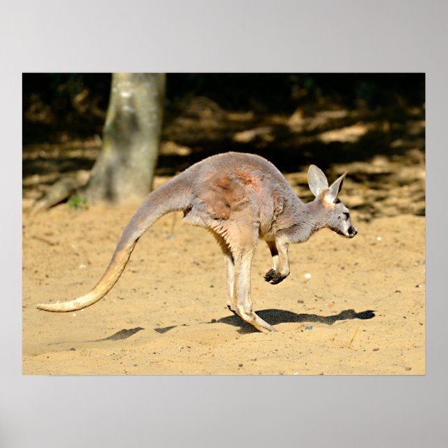 Closeup Kangourou Wanderurlaub Postkarte Poster (Vorne)