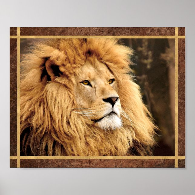 Closeup Lion Foto Poster (Vorne)