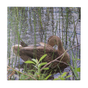 Closeup photo of a duck fliese