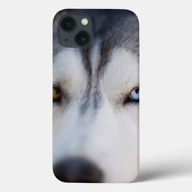 Closeup Stoic Gaze of an Alaskan Malamute Case-Mate iPhone Hülle (Rückseite)