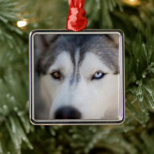 Closeup Stoic Gaze of an Alaskan Malamute Ornament Aus Metall