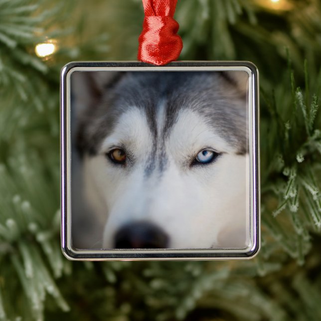 Closeup Stoic Gaze of an Alaskan Malamute Ornament Aus Metall (Baum)