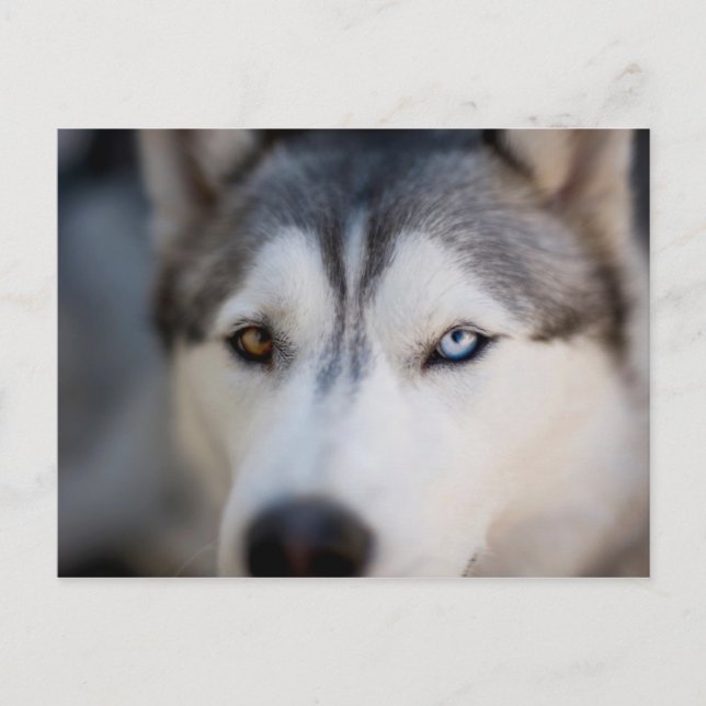 Closeup Stoic Gaze of an Alaskan Malamute Postkarte (Vorderseite)