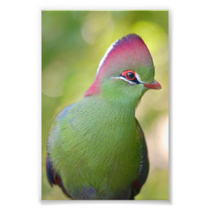Closeup turaco fischer fotodruck