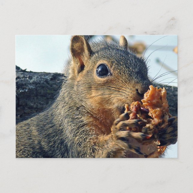 Closeup Yummy Postkarte (Vorderseite)