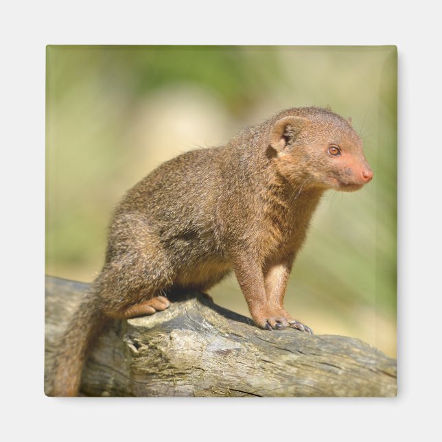 Closeup Zwerg-Mongoose Postcard Square Aufkleber m Magnet (Vorne)