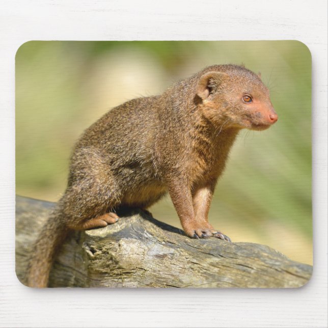 Closeup Zwerg-Mongoose Postcard Square Aufkleber m Mousepad (Vorne)