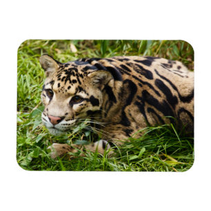 Cloud Leopard Magnet