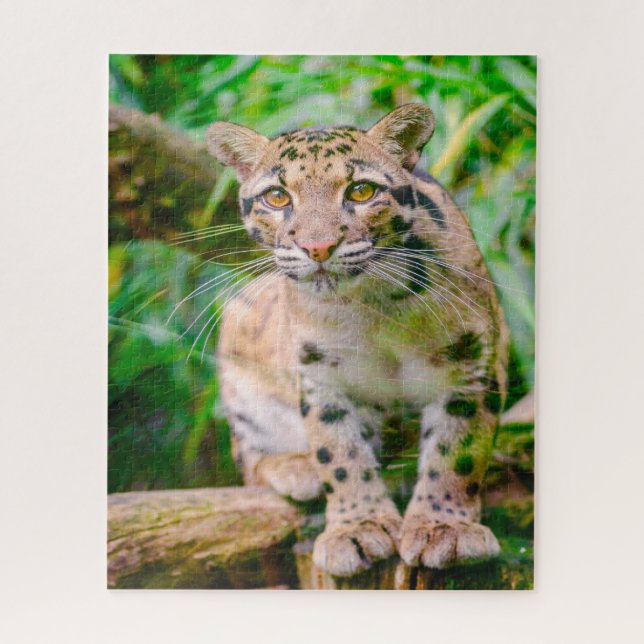 Clouded Leopard Big Cat Jigsaw Puzzle (Vertikal)