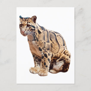 clouded leopard photograph jungle big cat animal postkarte