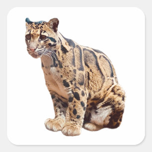 clouded leopard photograph jungle big cat animal quadratischer aufkleber