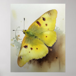 Clouded Sulfur Butterfly Art Print Poster