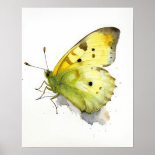 Clouded Sulfur Butterfly Art Print Poster