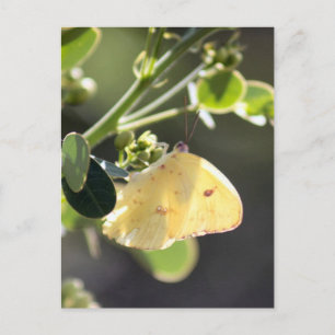Cloudless Sulfur Butterfly Foto Postkarte