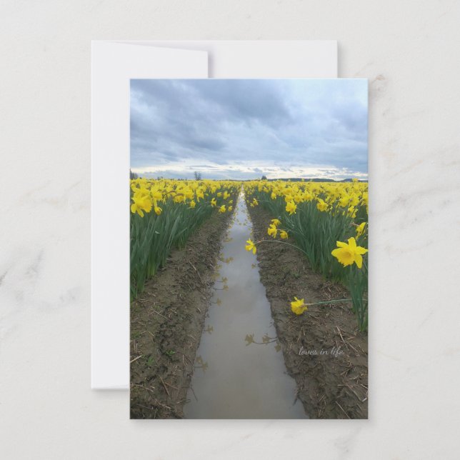 Cloudy Day Daffodis Mitteilungskarte (Vorderseite)