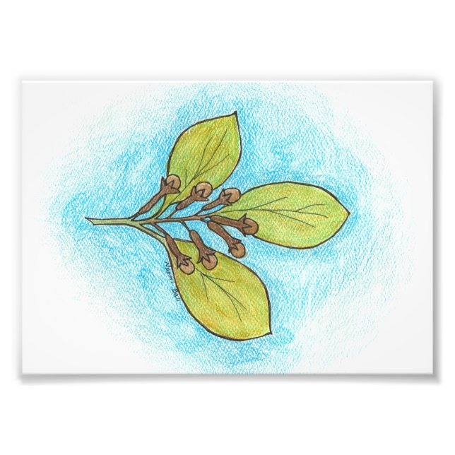 Clove Illustration Foto Print (Vorne)