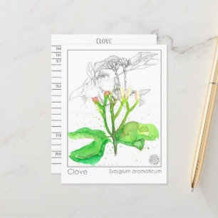 Clove Spice Materia Medica Monograph Postkarte