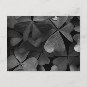 Clover-Blätter, Infrarot-Foto Postkarte